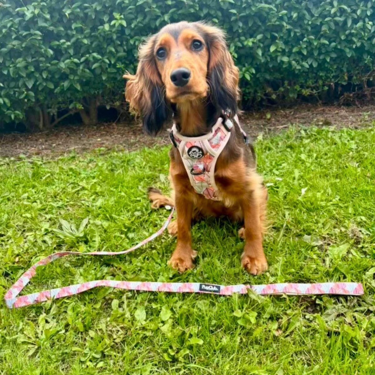 Rugged Rover™ Harness - Autumn Breeze