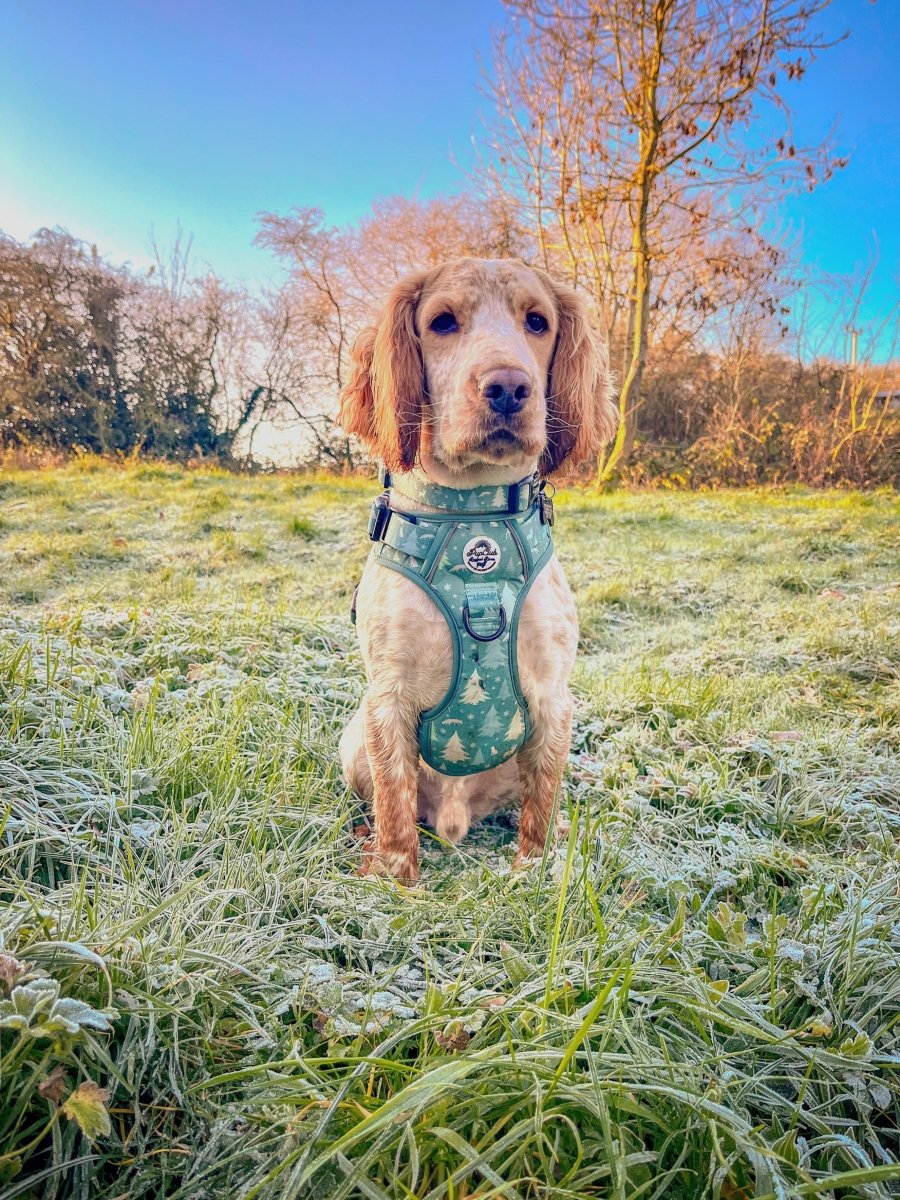 Evergreen Trails Rugged Rover Dog Harness