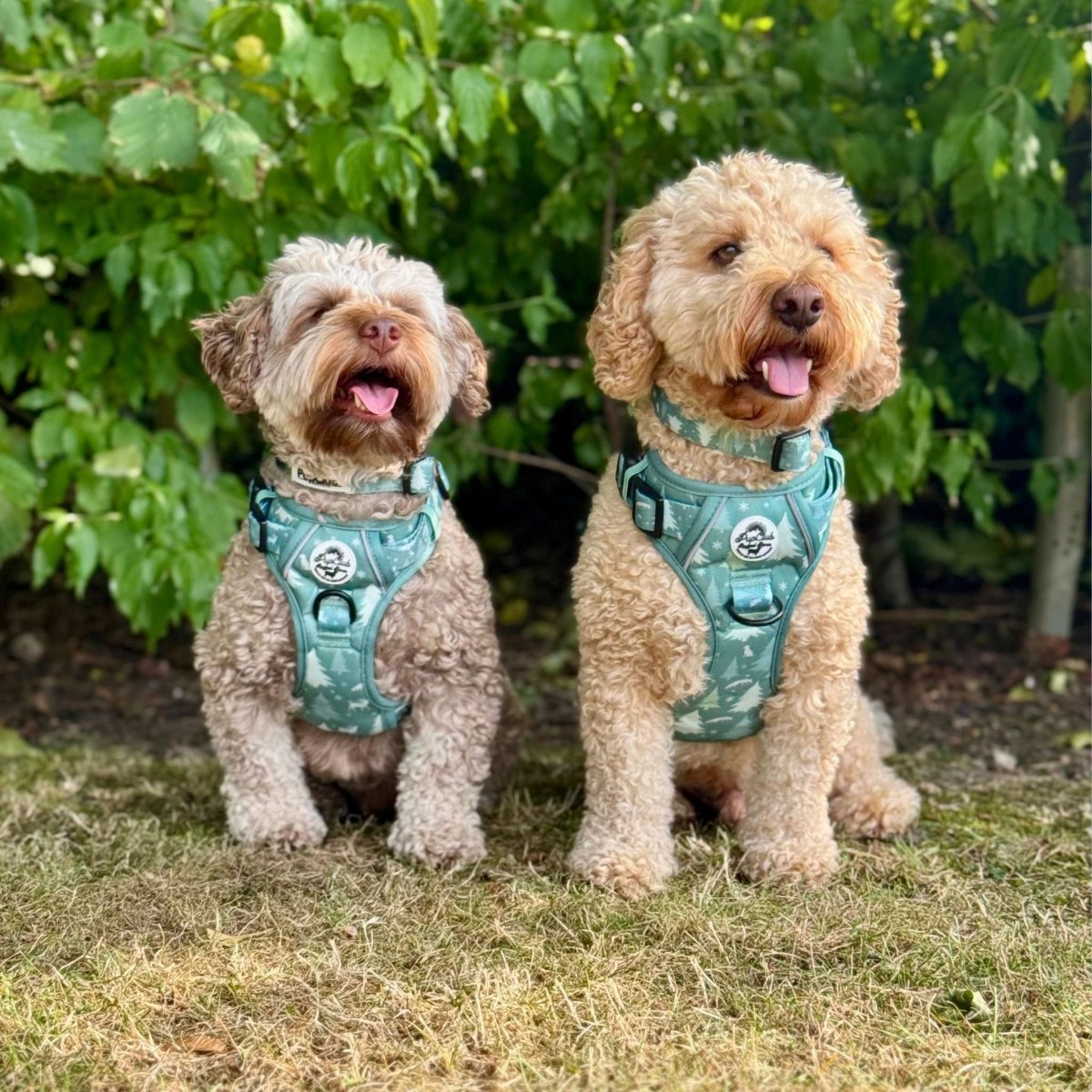 Evergreen Trails Rugged Rover Dog Harness