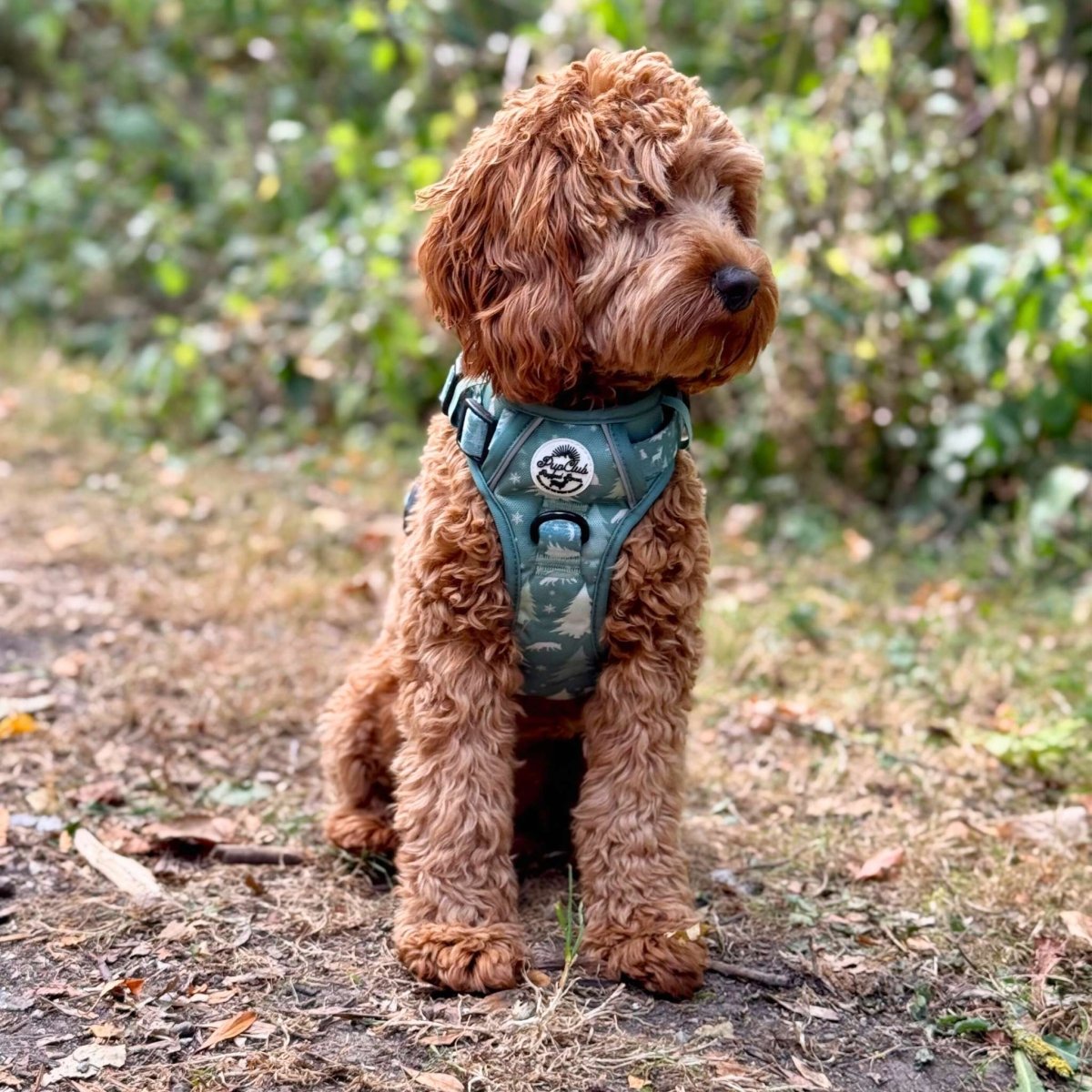 Evergreen Trails Rugged Rover Dog Harness